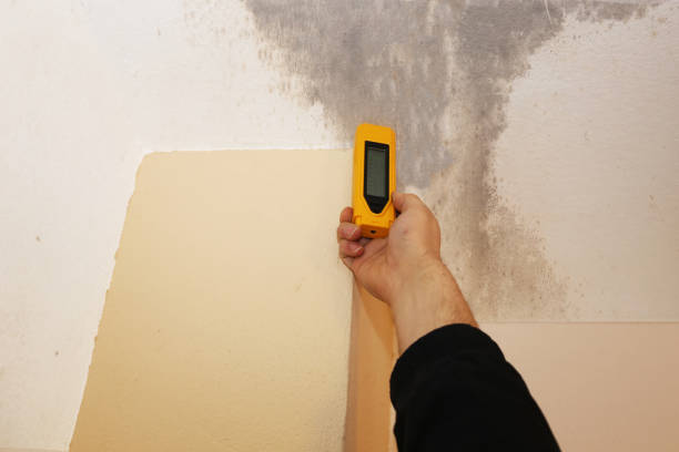 Best Post-Construction Mold Inspection  in Morris, AL