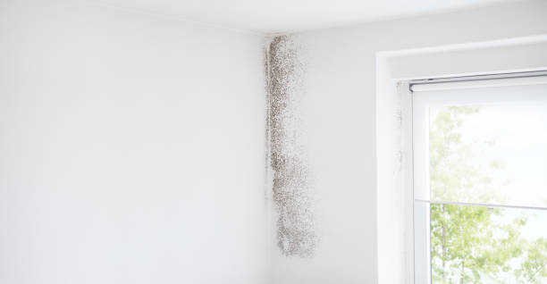 Best Environmental Consulting for Mold Prevention  in Morris, AL