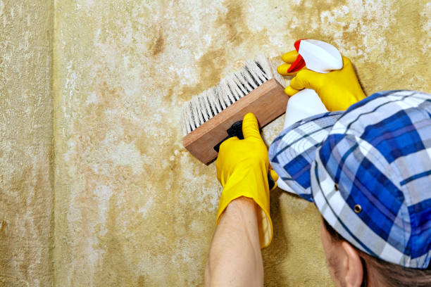 Best Basement Mold Removal  in Morris, AL