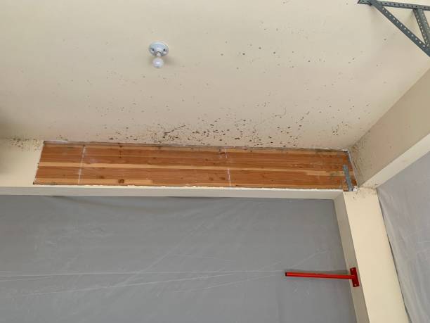 Best Airborne Mold Testing  in Morris, AL