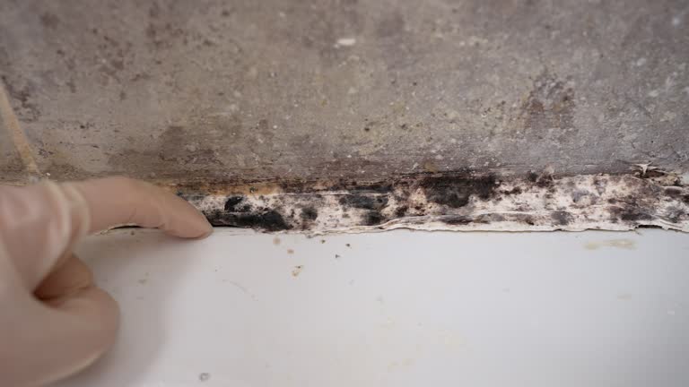Best Comprehensive Air Testing for Mold Contaminants  in Morris, AL