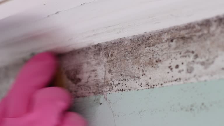 Morris, AL Mold Removal Company
